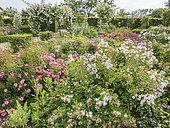 Bush rose, Rosa 'Auberge de l'Ill', Rosa 'Rigo Fortuna', Rosa 'Douceur Normande', in bloom