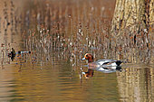 Eurasian Wigeon (Mareca penelope) male at sunrise, Landes, France