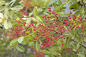 Terebinth (Pistacia terebinthus), fruits