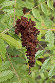 Tanner's sumach (Rhus coriaria), fruits