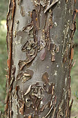 Smooth-barked arizona cypress (Cupressus glabra), bark