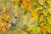 Greenfinch (Chloris chloris) perched amongst autumn coloured leaves, England