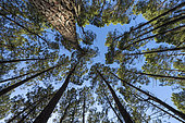 Maritime pine (Pinus pinaster) in the Cévennes. Once massively planted to support coal mines, it has become invasive in the Cévennes where it is both a forestry resource and a fire hazard due to climate change. Galeizon Valley, Gard, France