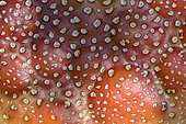 Fly agaric (Amanita muscaria), detail of the hat, Savoie, France