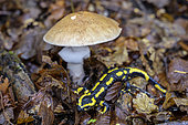 Speckled salamander (Salamandra salamandra) and Blusher (Amanita rubescens), France