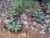 Nepenthes Pitcher Plant (Nepenthes vieillardii), Blue River Park, New Caledonia