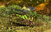 Azure hawker (Aeshna cyanea) laying eggs at the edge of the pond, Vosges du Nord Regional Nature Park, France