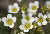 Prost's Saxifrage (Saxifraga pedemontana prostii), endemic to the Cévennes, France