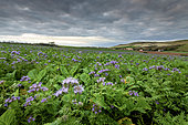 Lacy Phacelia (Phacelia tanacetifolia) in bloom in a field in autumn, Hauts de France, France