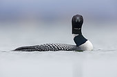 Great Northern Loon (Gavia immer), side view of an adult in the water, Northeastern Region, Iceland