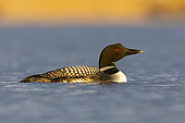 Great Northern Loon (Gavia immer), side view of an adult in the water, Northeastern Region, Iceland