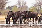 Blue wildebeest (Connochaetes taurinus) at water hole, Hwange bush camp, Zimbabwe