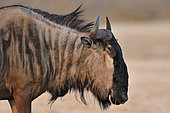 Blue wildebeest (Connochaetes taurinus)Hwange, NP, Zimbabwe