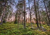 Sunset in boreal, arctic forest, pink horizon, Kittilä, Lappi, Finland, Europe