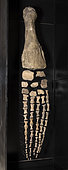 Swimming paddle of Pliosaurus sp. Kimmeridgian (155 million years). Dorset, UK. Pliosaurs, like plesiosaurs, had 4 limbs of equal power which they used in the manner of 'underwater flight' unique in the animal kingdom. Since all 4 limbs have similar sizes and characteristics, it is unclear whether this paddle is a forelimb or a hindlimb.Total lenght 2,5 m- Blouet brothers collection