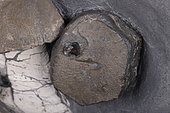 Ichthyosaur. Ichthyosaurus sp. Hettangian (-200 million years). UK, Bristol bay. Detail of a plesiosaur tooth embedded in an ichthyosaur fin bone. The ball of bone overgrowth around the tooth shows that the wound has healed. The groove on the surface of the bone is a scar left by a tooth that has slipped on the bone. - Blouet brothers collection