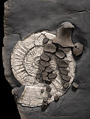 Ichthyosaur. Ichthyosaurus sp. Hettangian (-200 million years). UK, Bristol bay. Plate about 40 cm long. Left fore fin of an ichthyosaur resting on an ammonite. We see see a plesiosaur tooth stuck in a fin bone.- Blouet brothers collection
