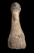 Stylopod of Pliosaurus sp. Kimmeridgian (155 million years). Dorset, UK. - Blouet brothers collection