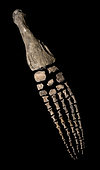 Swimming paddle of Pliosaurus sp. Kimmeridgian (155 million years). Dorset, UK. Pliosaurs, like plesiosaurs, had 4 limbs of equal power which they used in the manner of 'underwater flight' unique in the animal kingdom. Since all 4 limbs have similar sizes and characteristics, it is unclear whether this paddle is a forelimb or a hindlimb.Total lenght 2,5 m- Blouet brothers collection