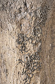 Encrustation of serpules on the surface of the bone. Serpules are polychaete underwater worms that build a protective sheath of limestone on hard substrates, such as rocks. Serpules are also commonly found on the shells of mussels. The presence of serpules on this bone proves that it remained on the seabed for some time before being covered with sediment. - Blouet brothers collection
