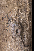 Hole surrounded by a bony overgrowth whose dimensions correspond to that of a pliosaur tooth. It could be the scar of a bite by a congener. - Blouet brothers collection