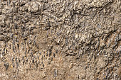 Porous texture typical of a bone. Fossilization, that is to say the more or less advanced mineralogical transformation of tissues of organic origin, generally preserves very well the biological microstructures. - Blouet brothers collection