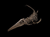 New yet undescribed giant ichthyosaur species from the Lower Cretaceous, Aptian (113-125 million years ago). The largest ichthyosaur skeleton in the world reassembled in 3 dimensions. As their name suggests, from the Greek 'ichthyo': fish, and 'saurus': reptile, ichthyhyosaurs were marine reptiles, which dominated the seas at the time when their dinosaur cousins occupied the mainland. This skeleton was discovered in Cretaceous rocks in Provence.- Blouet brothers collection