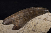 Tooth of Tyrannosaurus rex. Maastrichtian (65 My). USA. Total lenght= 10 cm. picture= 3 cm. CONFIDENTIEL - Blouet brothers collection