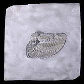 Trilobite seen from below, with legs (390 million years). Germany. Bundenbach, Germany. - Blouet brothers collection
