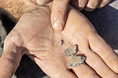 Luc Ebbo, paleontologist. Fossilized bone fragments showing the characteristic fibrous texture. Albian blue marls of Sisteron. Ebbo collection