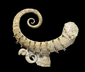 Emericiceras thiollierei, Barremien. Provence, France. 70cm. Luc Ebbo collection. Paleogalerie, Salignac. Ebbo collection