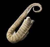 Ancyloceras vandenheckii, Barremien. Provence, France. 80 cm. Collection Luc Ebbo. Paleogalerie, Salignac. Ebbo collection