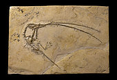 Kimeridgian flying reptile Rhamphorhynchus muensteri from the solnhofen litographic limestone quarries in Bavaria. 45cm. Luc Ebbo collection. Paleogalerie, Salignac. Ebbo collection