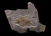 Triassic (Norian) specimen of Heterolepidotus ornatus from the Salzburg region of Austria. Luc Ebbo collection. Paleogalerie, Salignac. Ebbo collection