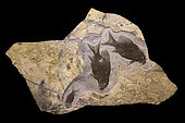 Plate of three specimens of Heterolepidotus ornatus from the Triassic (Norian) region of Salzburg Austria. 90cm. Luc Ebbo collection. Paleogalerie, Salignac. Ebbo collection