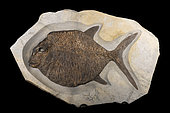 Indeterminate Pycnodont fish : Large grinder-toothed fish from the Valanginian of Provence 70cm. Luc Ebbo collection. Paleogalerie, Salignac. Ebbo collection