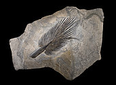 Undetermined palm leaf from the Alpine Oligocene. 1m. Luc Ebbo collection. Paleogalerie, Salignac. Ebbo collection