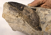 Tooth from an indeterminate Pliosaur specimen from the Aptian of Provence. 25cm. Luc Ebbo collection. Paleogalerie, Salignac. Ebbo collection