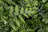 Austral Gem Fern = Asplenium 'Parvati' (Asplenium dimorphum x Asplenium difforme)