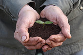 Seedling in potting soil in a man's hands