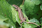 Viviparous lizard (Zootoca vivipara) sunbathing on a mullein leaf, Landes, France.
