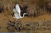 Great Egret (Casmerodius albus) taking flight, Landes, France.