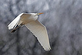 Great Egret (Casmerodius albus) in flight, Landes, France.