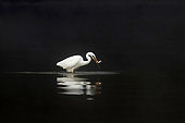 Great Egret (Casmerodius albus) catching a small fish in the morning mist, Landes, France.