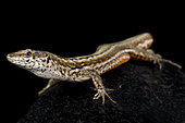 Guadarrama Wall Lizard (Podarcis guadarramae) female on black background