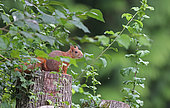 Red squirrel (Sciurus vulgaris) on a trunk, France