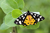 Cream-spot Tiger (Arctia vilica) resting on unknown plant during day, Piedmont, Iraly