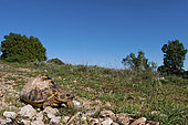 Hermann's Tortoise (Eurotestudo hermanni) searching for food in a sunny day, Tuscany, Italy