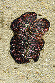 Bedford's Flatworm (Pseudobiceros bedfordi) on sand, Cristo Rei dive site, Dili, East Timor