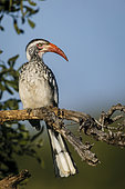 Southern red-billed hornbill (Tockus rufirostris). Mashatu, Northern Tuli Game Reserve. Botswana